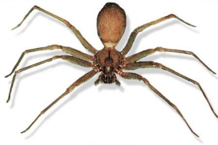 Recluse Spider Australia. recluse spider