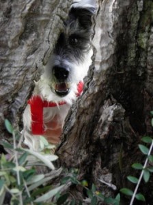 Wallace plays peek-a-boo in an old olive tree