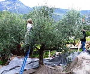 Villager Foteini up her wobbly ladder harvesting olives