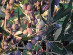 Ripe Kalamata olives ready for harvesting